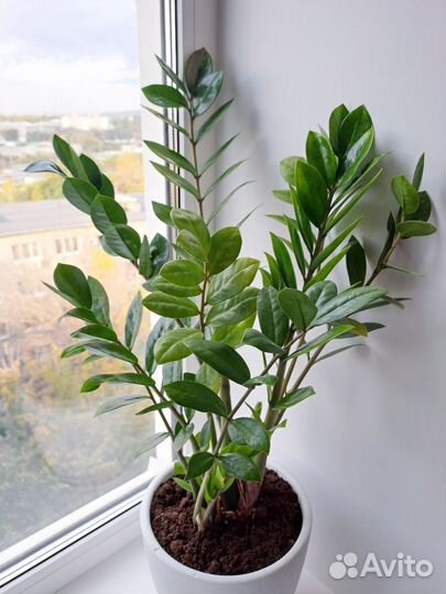 Замиокулькас