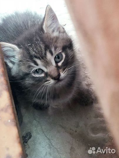 Котенок в добрые руки