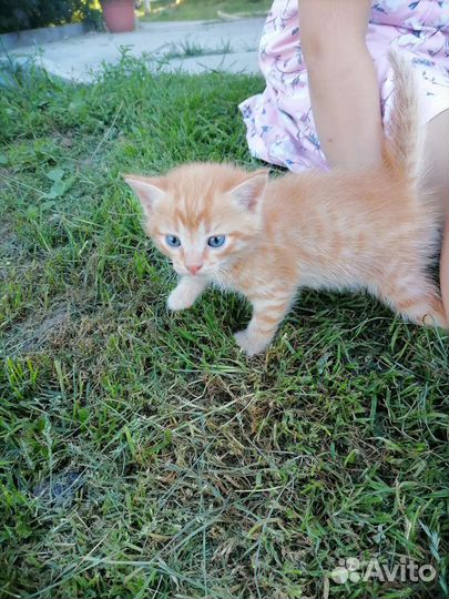 Рыжий котенок в добрые руки бесплатно