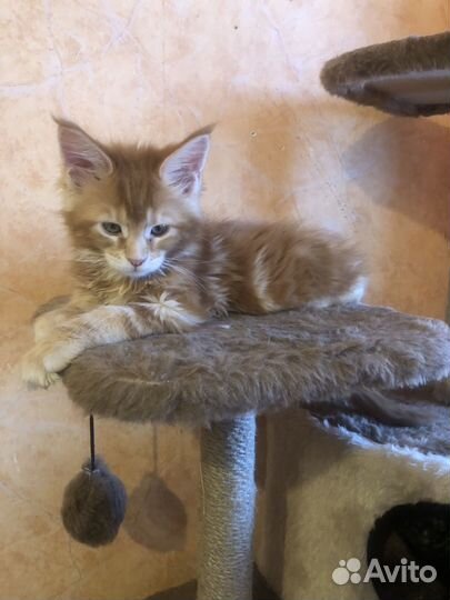 Котята мейн-кун