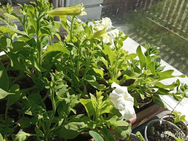 Рассада петунии