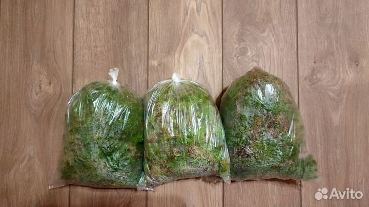 Мох сфагнум свежий