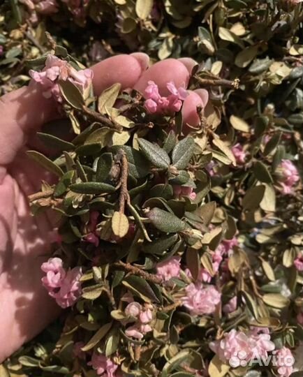 Саган-дайля