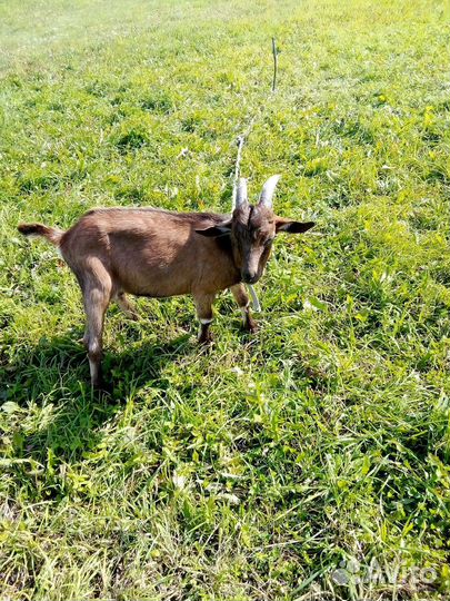 Козел 28.03.23 родился