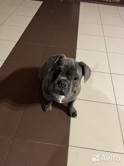 Французский бульдог