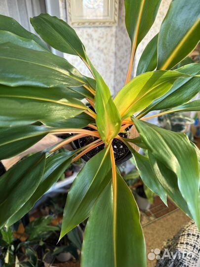 Хлорофитум оранж