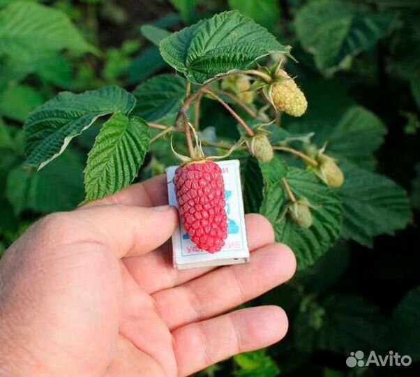 Ремонтантная малина