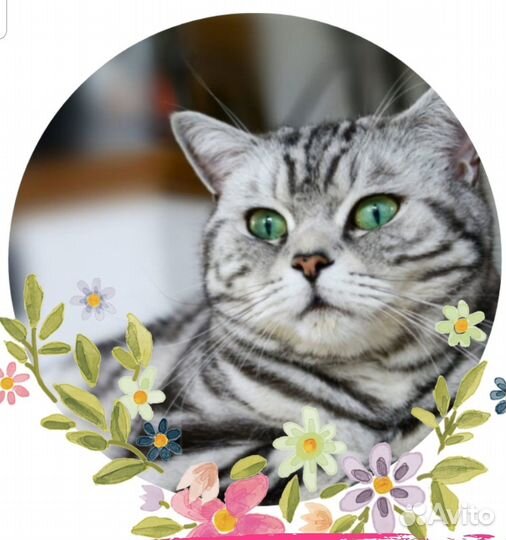Кошка вязка