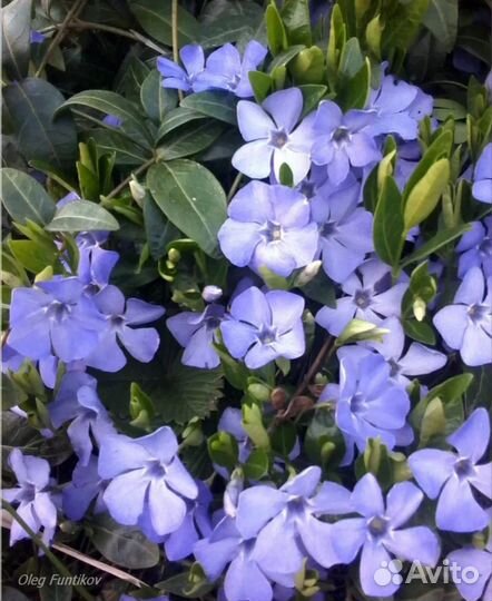 Многолетники для сада барвинок малый