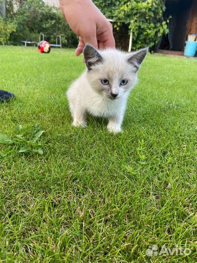 Котята в дар бесплатно