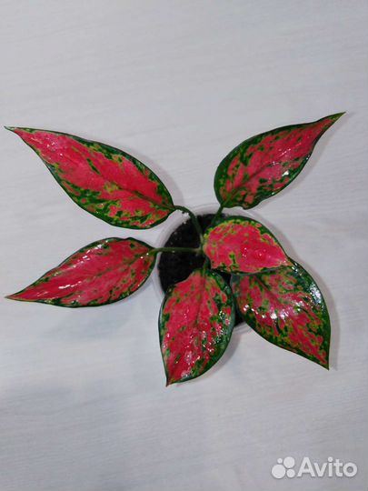 Аглонема Анимани Супер Ред