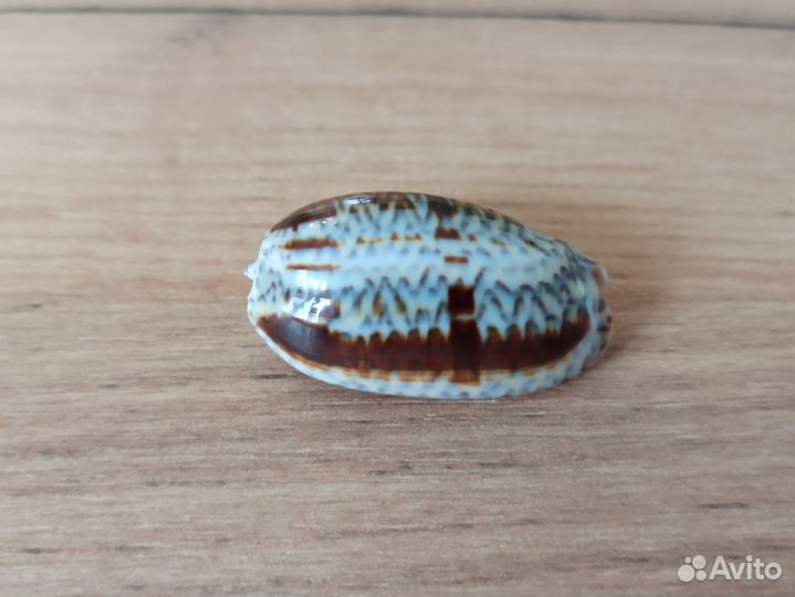 Морская раковина