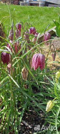 Рябчики белый и шахматный