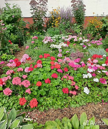 Пеларгония зональная и плющелистная