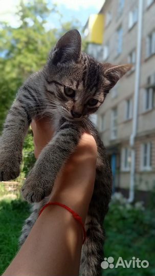 Кошечка в дар
