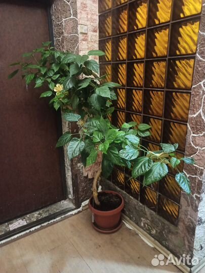 Гибискус китайский (китайская роза)