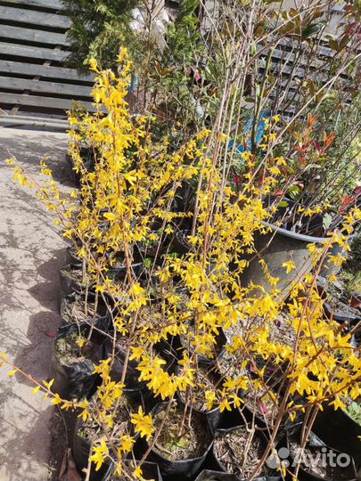 Форзиция разные размеры