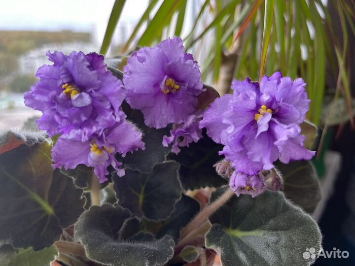 Фиалка, цветы домашние