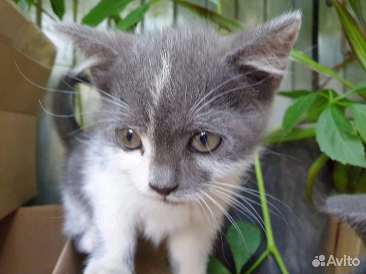 Ласка ищет себе маму и папу