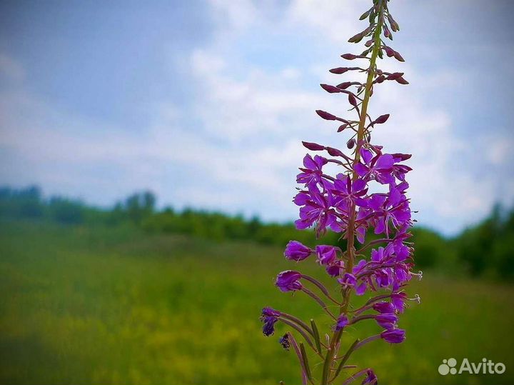 Иван-чай 1 килограмм 2О23 полезный, чистый состав
