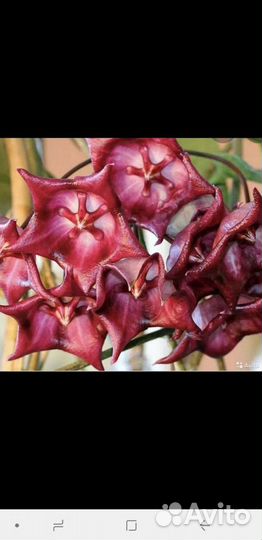 Хойи сортовые