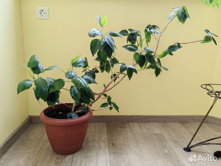 Гибискус китайская роза