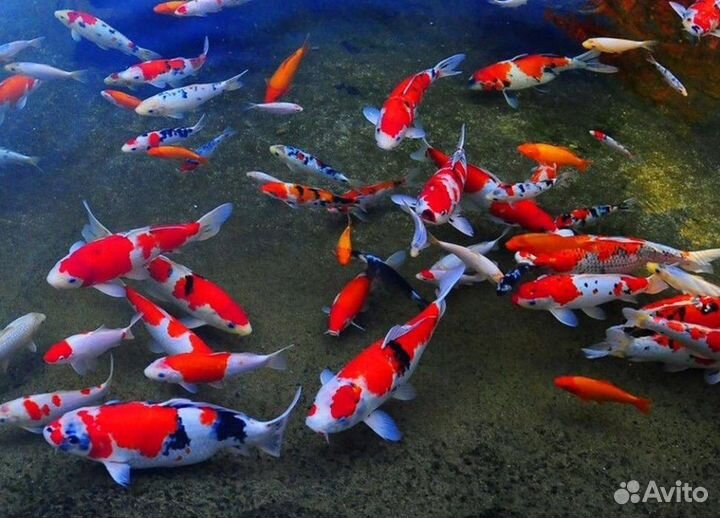 Рыба в пруд