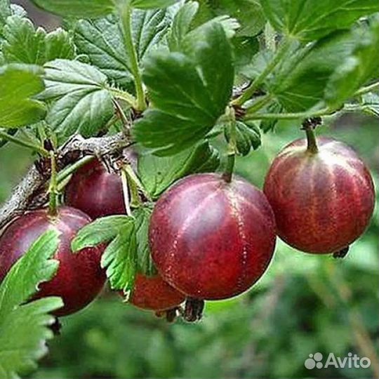 Крыжовник саженцы