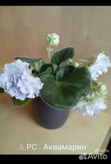 Фиалки сортовые цветущие