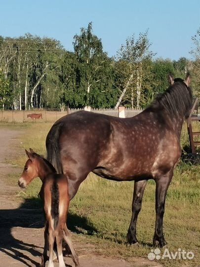 Орловская кобыла