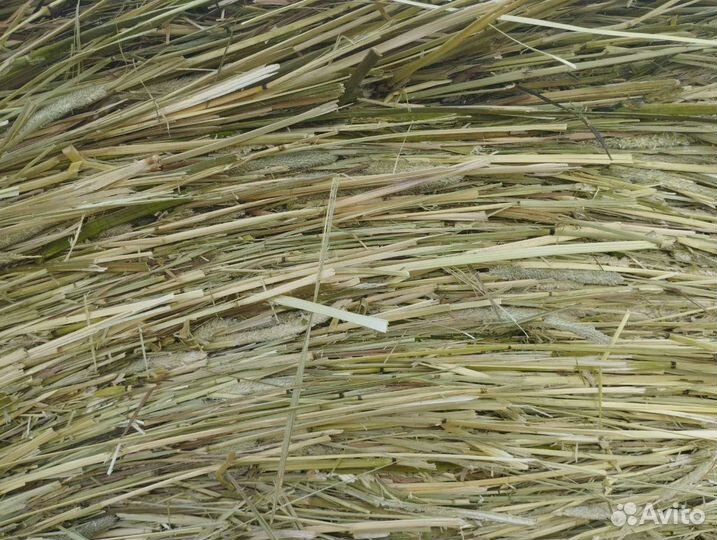 Сено в рулонах 2023 с доставкой