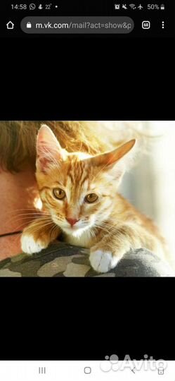 Котята приученные привитые из приюта