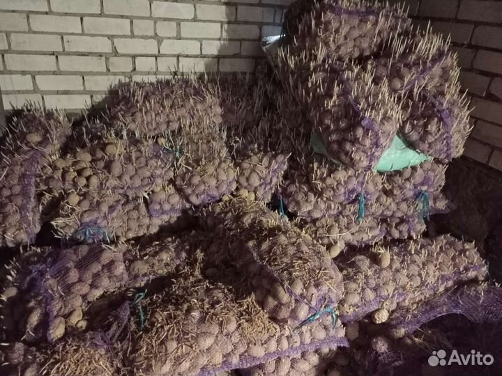 Продам картофель фураж
