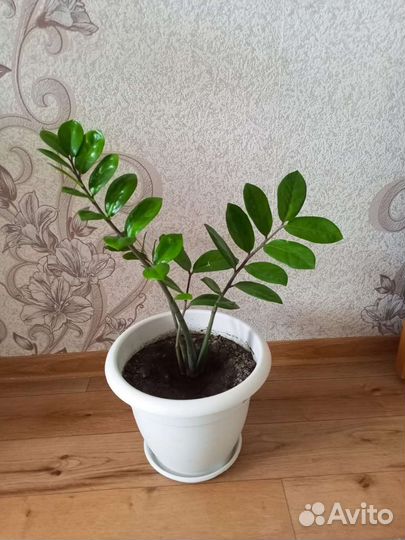 Замиокулькас