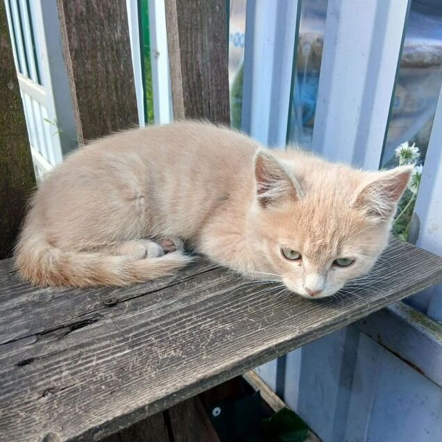 Котёнок в добрые руки