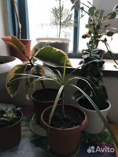 Фикус, Драцена