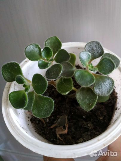 Аихризон дерево любви