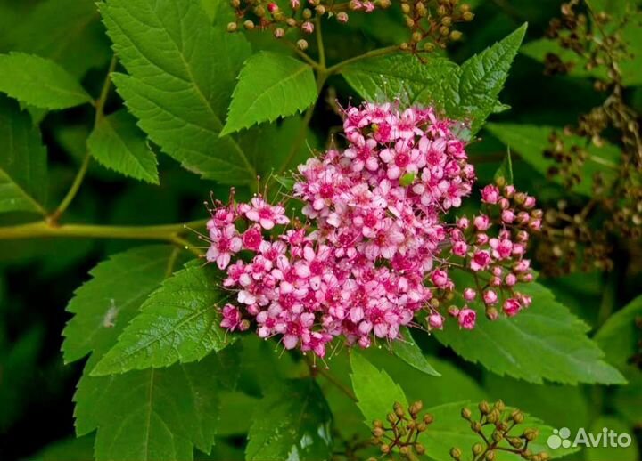 Декоративные многолетние растения