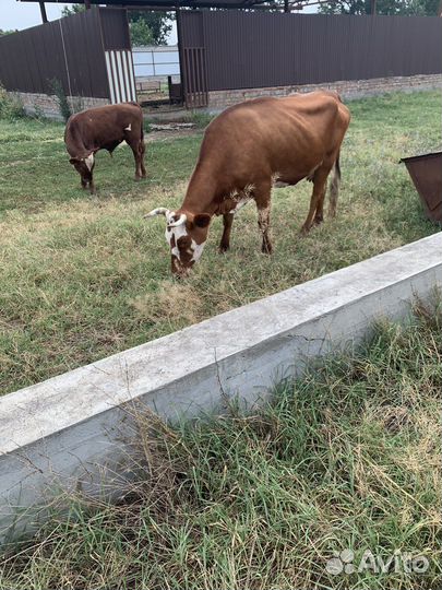 Продаю скот