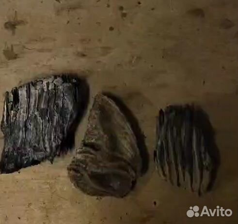 Зубы мамонта