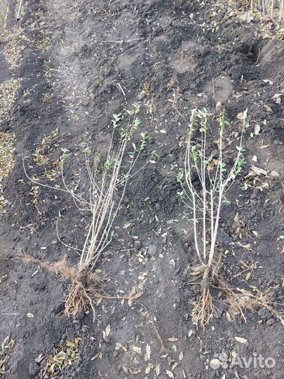 Бирючина на живую изгородь