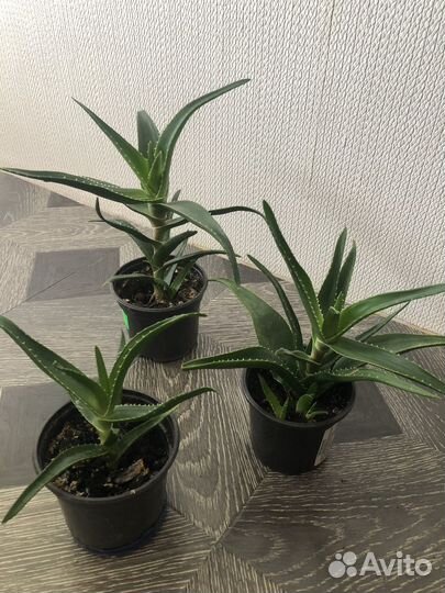 Алоэ лечебный сортовой