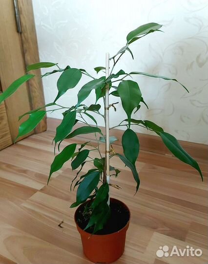 Фикусы,пальмы,кротоны и др