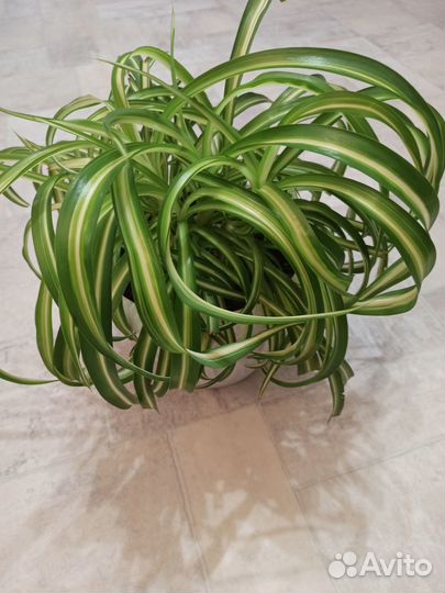 Хлорофитум кудрявый