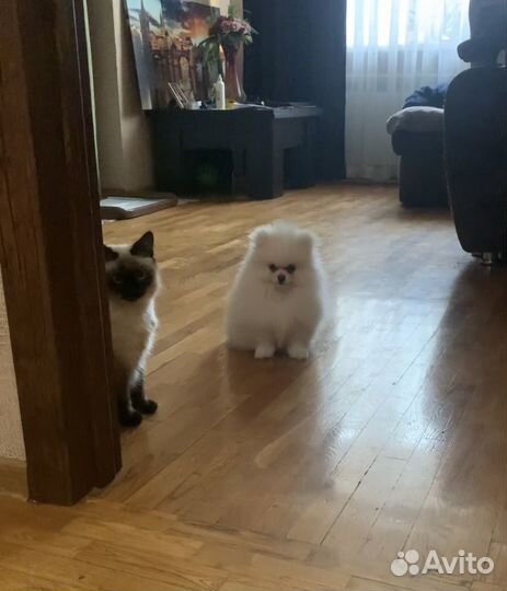 Шпиц померанец