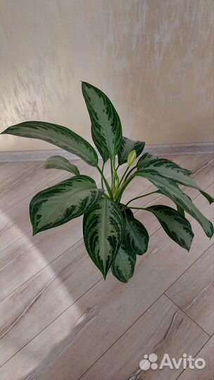 Аглаонема сильвер бэй