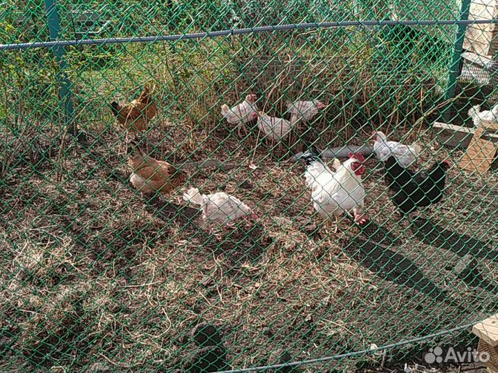 Куры несушки