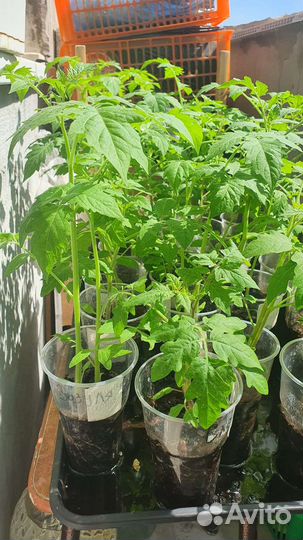 Рассада томатов черри (черная -фиолетовая)