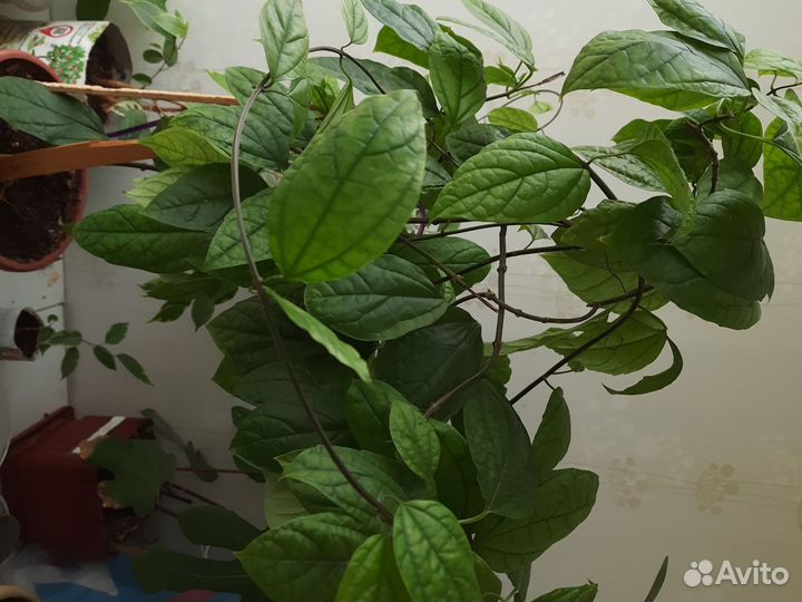 Клеродендрум