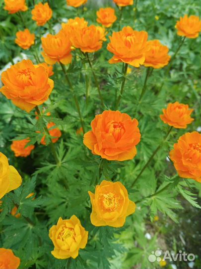 Купальница садовая - многолетник на посадку